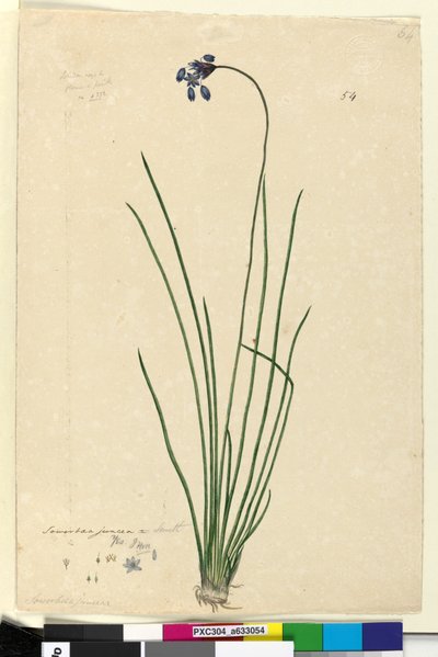 Página 54. Sowerbaea juncea de John William Lewin